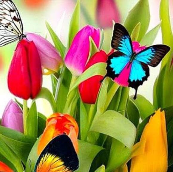 Meet your Posher, Delfidia - Picture 1 of 1